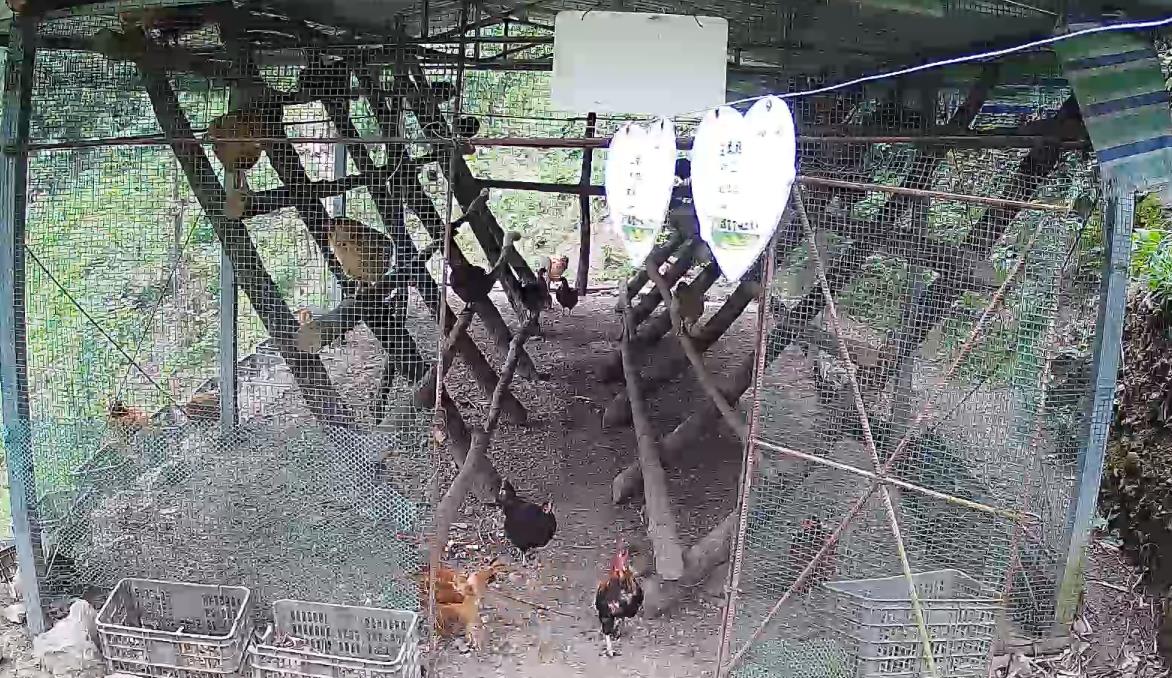 观音岩生态种养殖场红冠土鸡认养