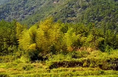 湖北大山景区