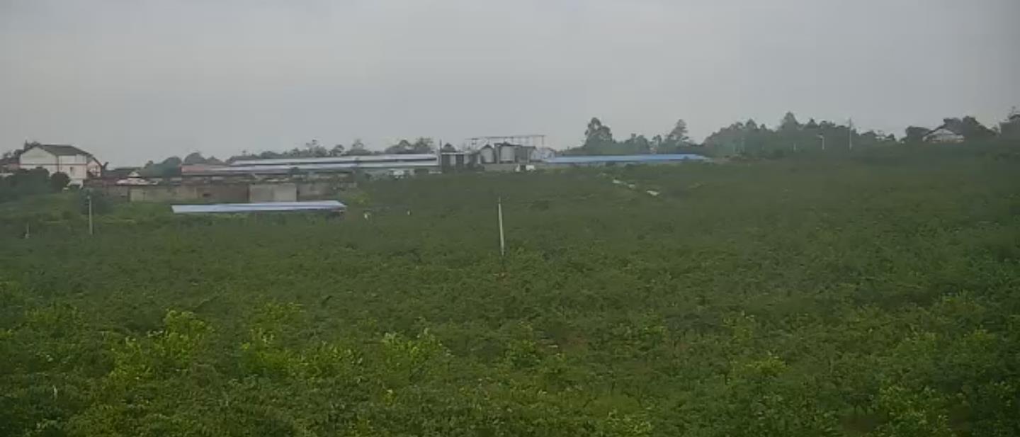 百亩果园