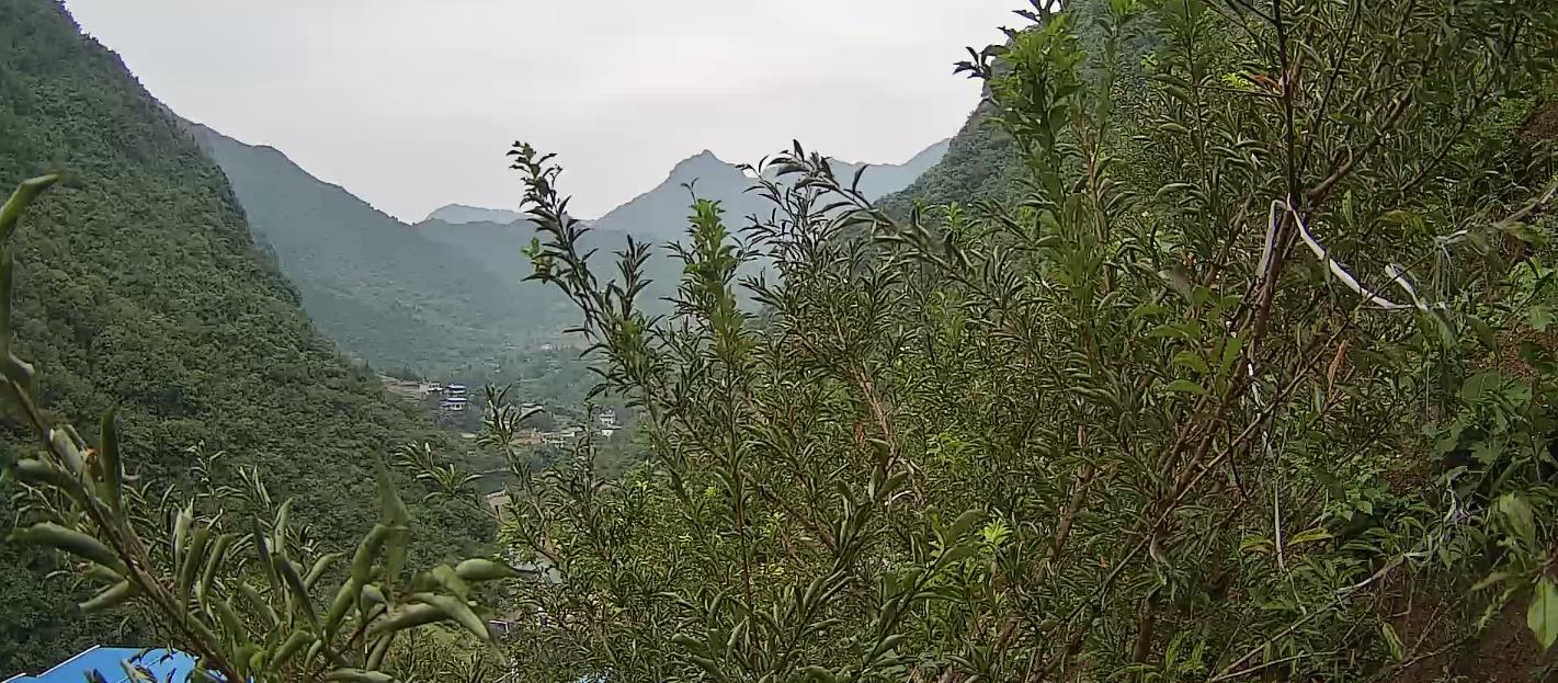 观音岩生态种养殖场清脆李