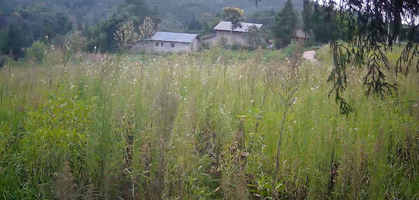 农家后院的草地风景