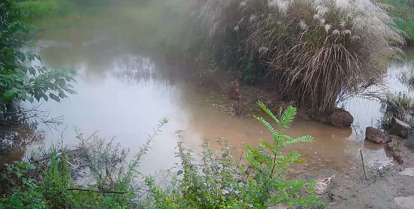 芦苇荡风景