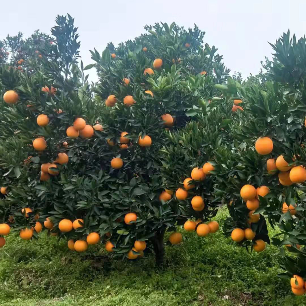 赣南阿朱脐橙园区2号